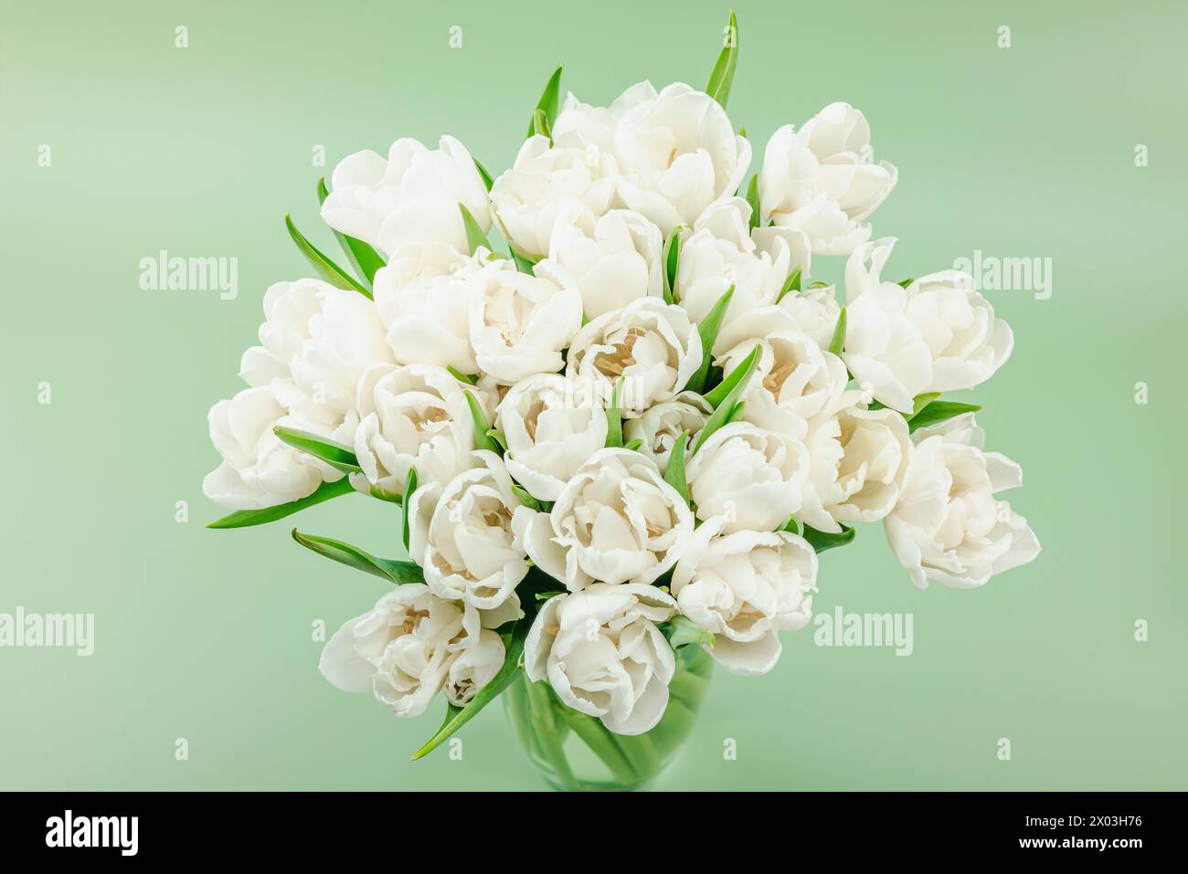 Ein Strauß weißer Tulpen auf pastellgrünem Hintergrund. Blühende Blumen, festliches Konzept für Muttertag oder Valentinstag. Grußkarte, Ostern f Stockfoto