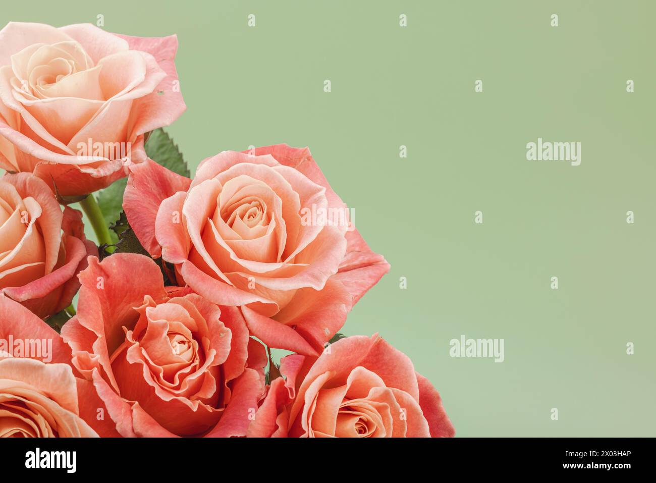 Ein Blumenstrauß aus Rosen in Vase auf pastellgrünem Hintergrund. Blühende Blumen, festliches Konzept für Muttertag oder Valentinstag. Grußkarte, Ostern Stockfoto