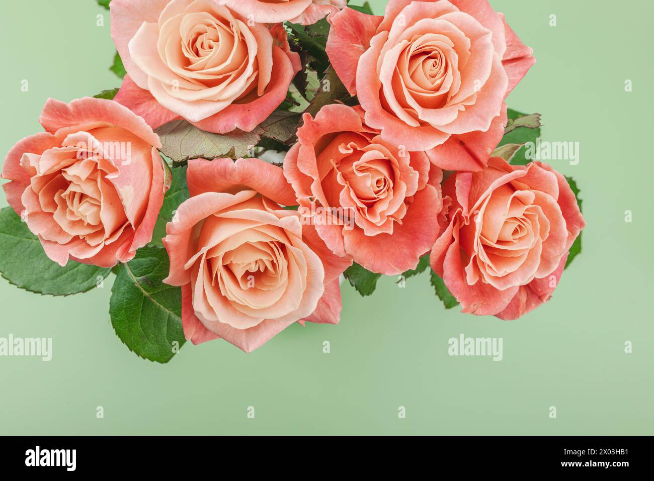 Ein Blumenstrauß aus Rosen in Vase auf pastellgrünem Hintergrund. Blühende Blumen, festliches Konzept für Muttertag oder Valentinstag. Grußkarte, Ostern Stockfoto
