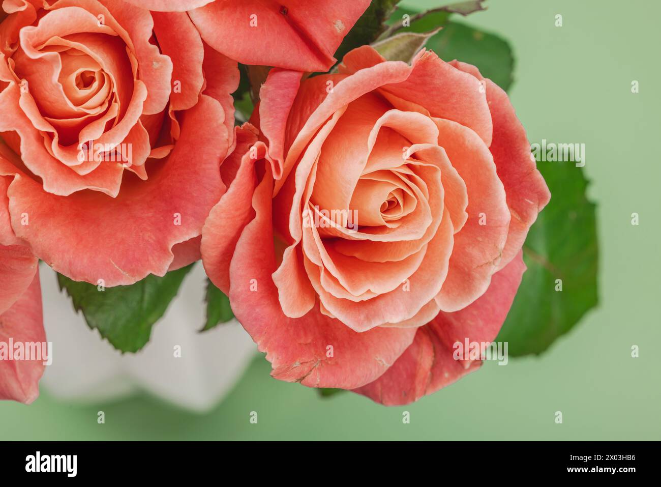Ein Blumenstrauß aus Rosen in Vase auf pastellgrünem Hintergrund. Blühende Blumen, festliches Konzept für Muttertag oder Valentinstag. Grußkarte, Ostern Stockfoto