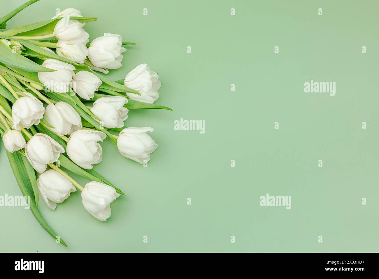 Ein Strauß weißer Tulpen auf pastellgrünem Hintergrund. Blühende Blumen, festliches Konzept für Muttertag oder Valentinstag. Grußkarte, Ostern f Stockfoto