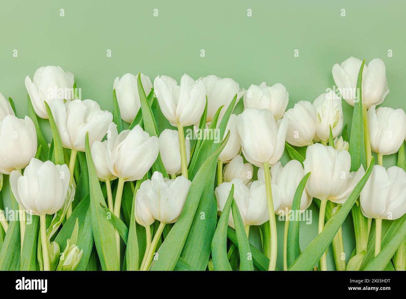 Ein Strauß weißer Tulpen auf pastellgrünem Hintergrund. Blühende Blumen, festliches Konzept für Muttertag oder Valentinstag. Grußkarte, Ostern f Stockfoto