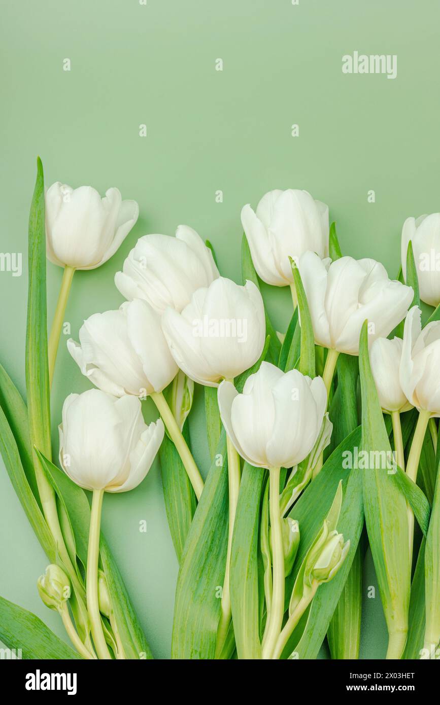 Ein Strauß weißer Tulpen auf pastellgrünem Hintergrund. Blühende Blumen, festliches Konzept für Muttertag oder Valentinstag. Grußkarte, Ostern f Stockfoto