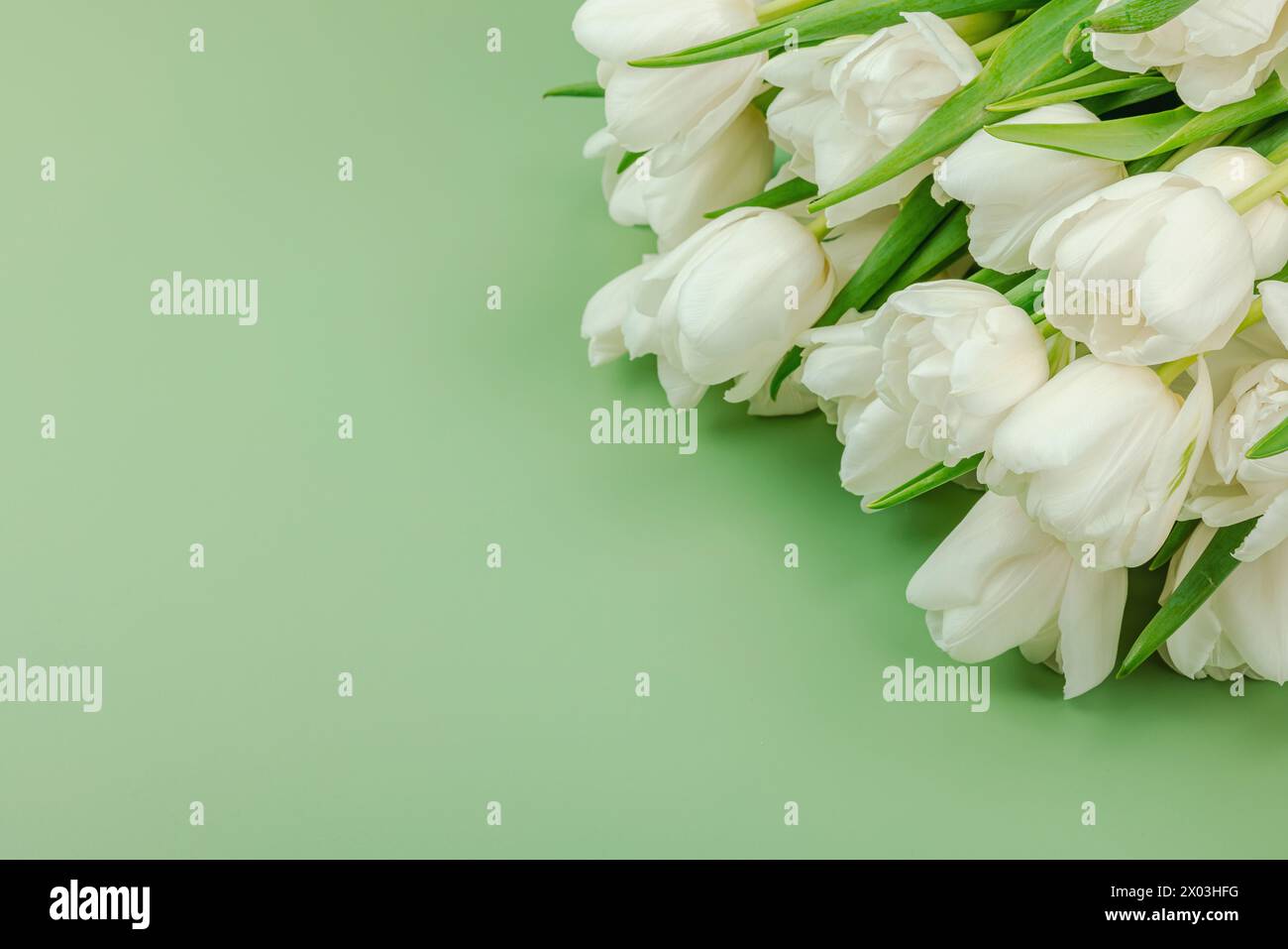 Ein Strauß weißer Tulpen auf pastellgrünem Hintergrund. Blühende Blumen, festliches Konzept für Muttertag oder Valentinstag. Grußkarte, Ostern f Stockfoto