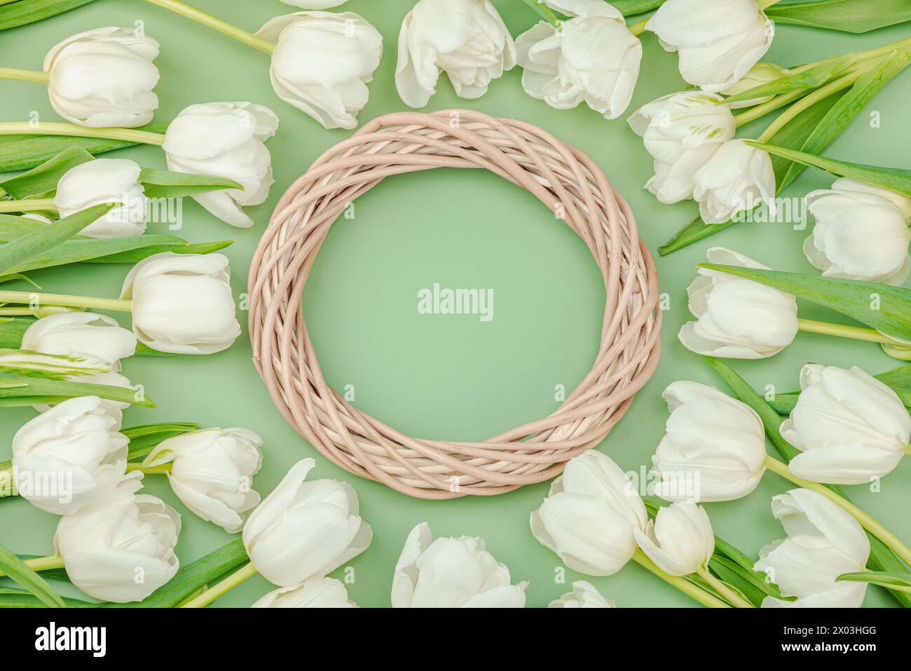 Korbkranz und weiße Tulpen auf pastellgrünem Hintergrund. Blühende Blumen, festliches Konzept für Muttertag oder Valentinstag. Grußkarte, EAS Stockfoto