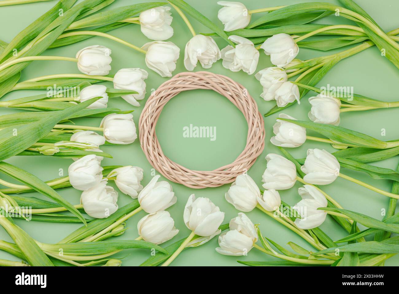 Korbkranz und weiße Tulpen auf pastellgrünem Hintergrund. Blühende Blumen, festliches Konzept für Muttertag oder Valentinstag. Grußkarte, EAS Stockfoto