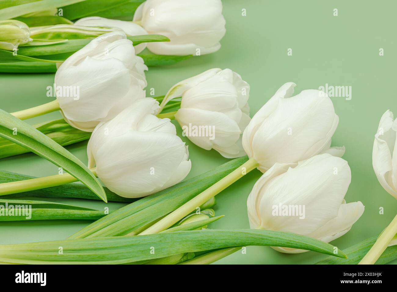 Weiße Tulpen auf pastellgrünem Hintergrund. Blühende Blumen, festliches Konzept für Muttertag oder Valentinstag. Grußkarte, Osterflachgelegt, am besten Stockfoto