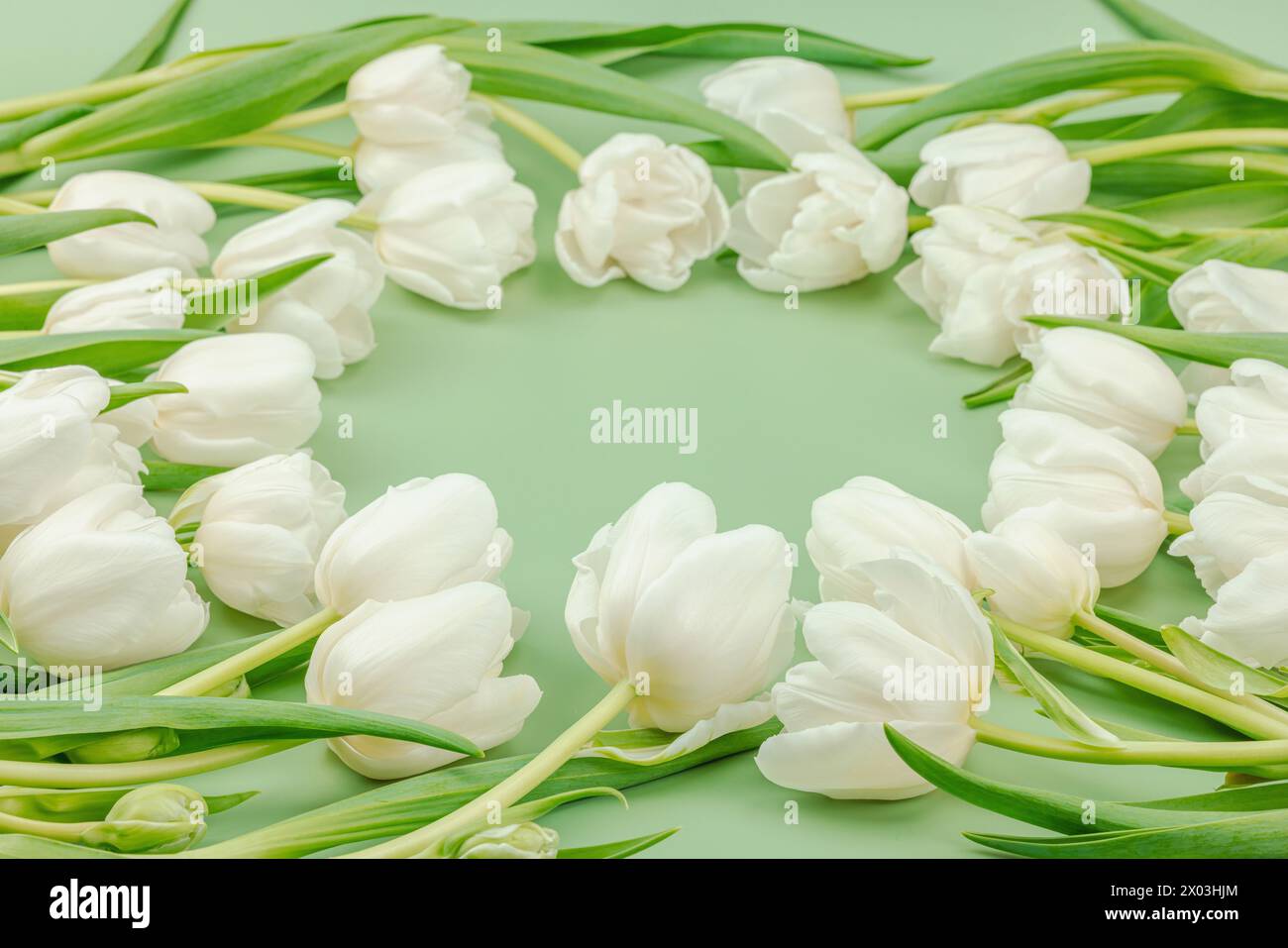 Weiße Tulpen auf pastellgrünem Hintergrund. Blühende Blumen, festliches Konzept für Muttertag oder Valentinstag. Grußkarte, Osterflachgelegt, am besten Stockfoto