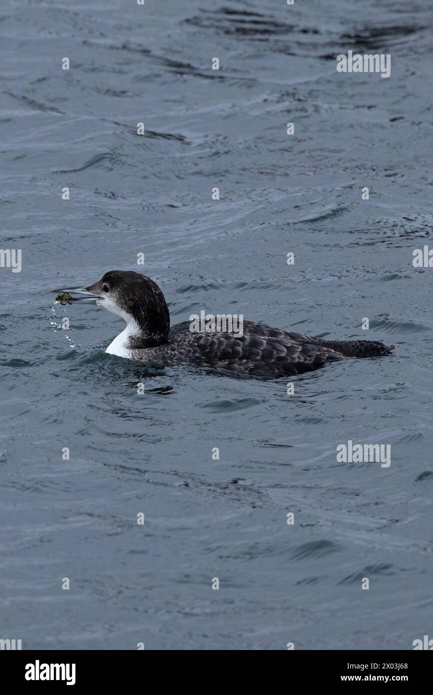 Great Northern Diver (Gavia imme) erste Winter-Jungfischkrabbe Dorset April 2024 Stockfoto