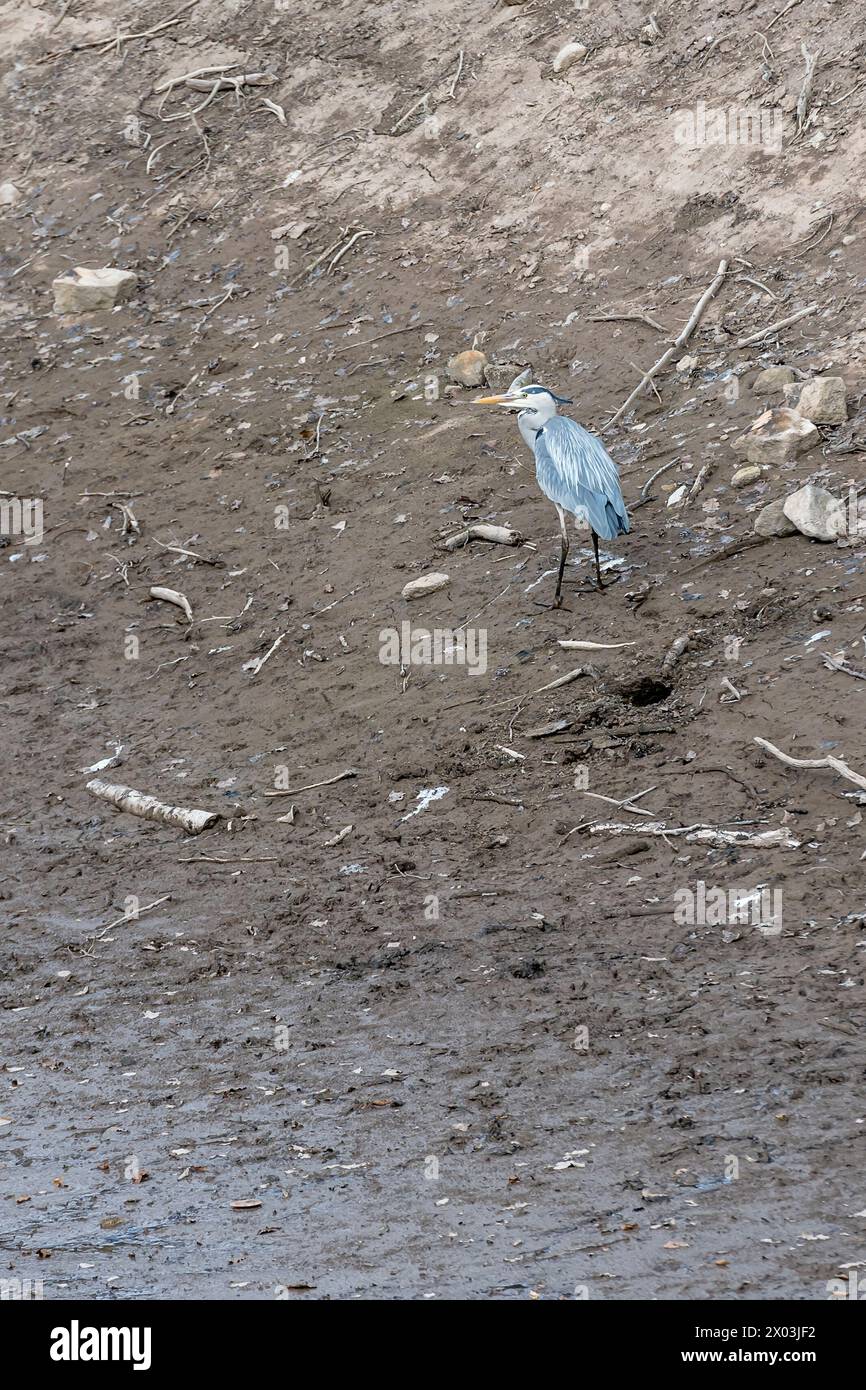 Grauer Reiher am Ufer des Sees im öffentlichen Park, im Frühjahr in Stuttgart gedreht Stockfoto