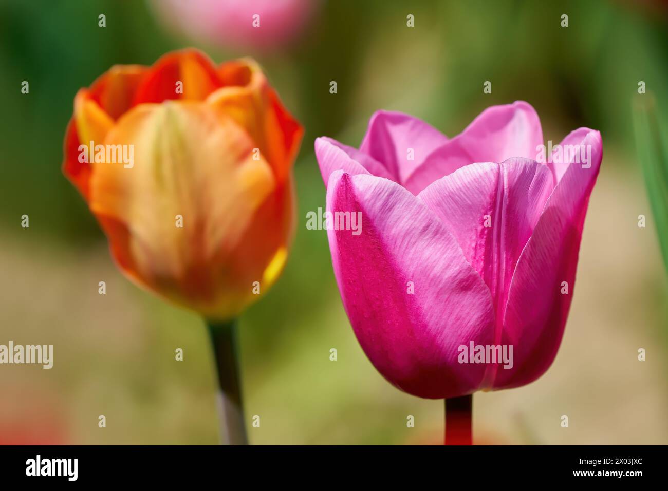 Zwei Tulpenblüten in Nahaufnahme mit dem Bokeh eines Gartens Stockfoto