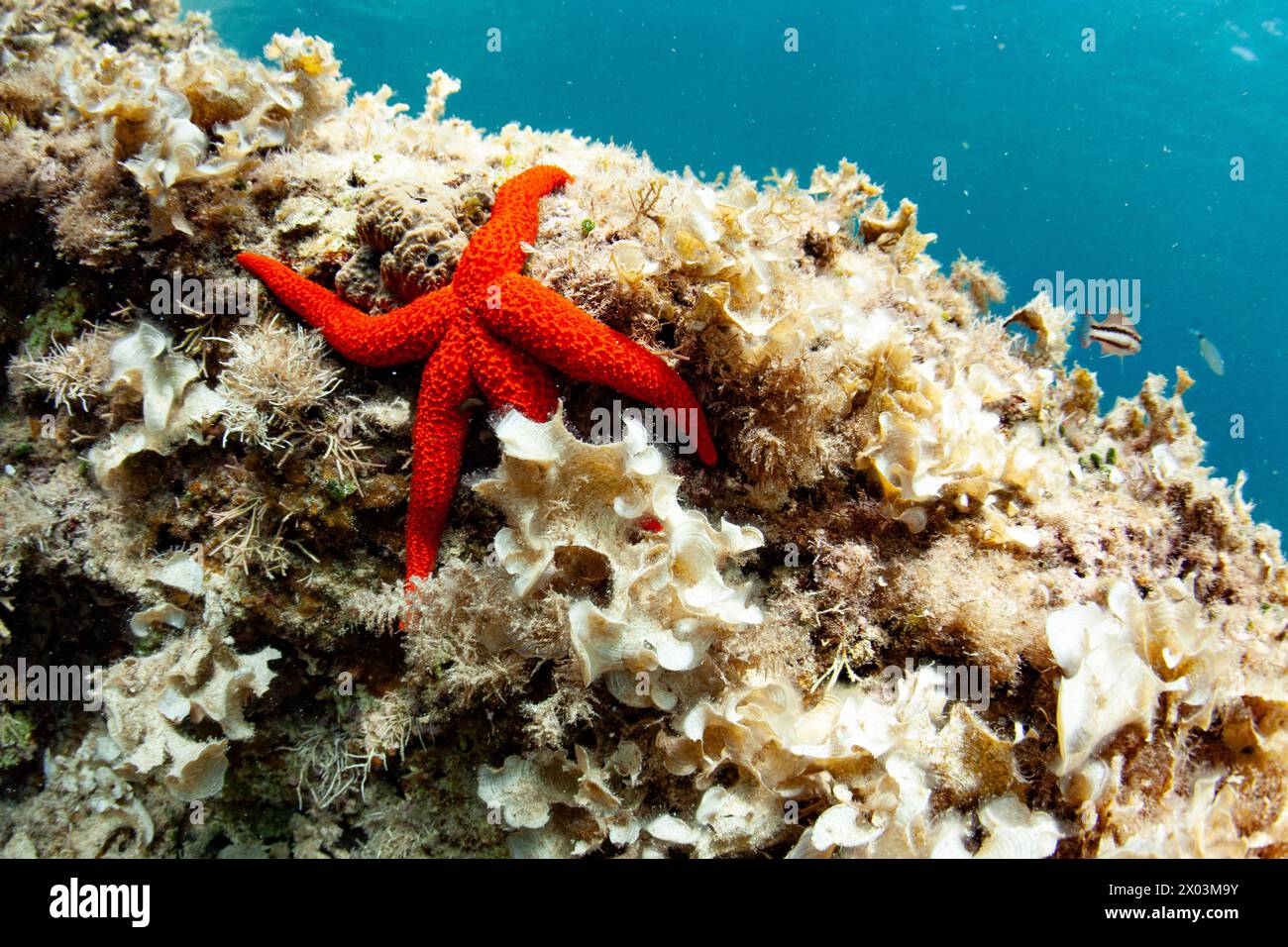 Seesterne mittelmeer Ökosystem Fische Unterwasser uw wunderschön Stockfoto