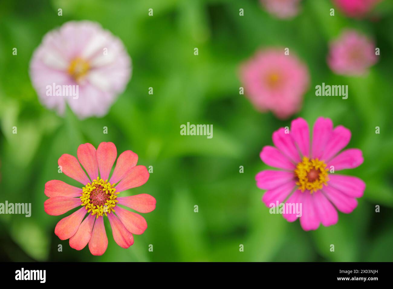 Ein Haufen Zinnia-Blüten, geringe Schärfentiefe. Stockfoto