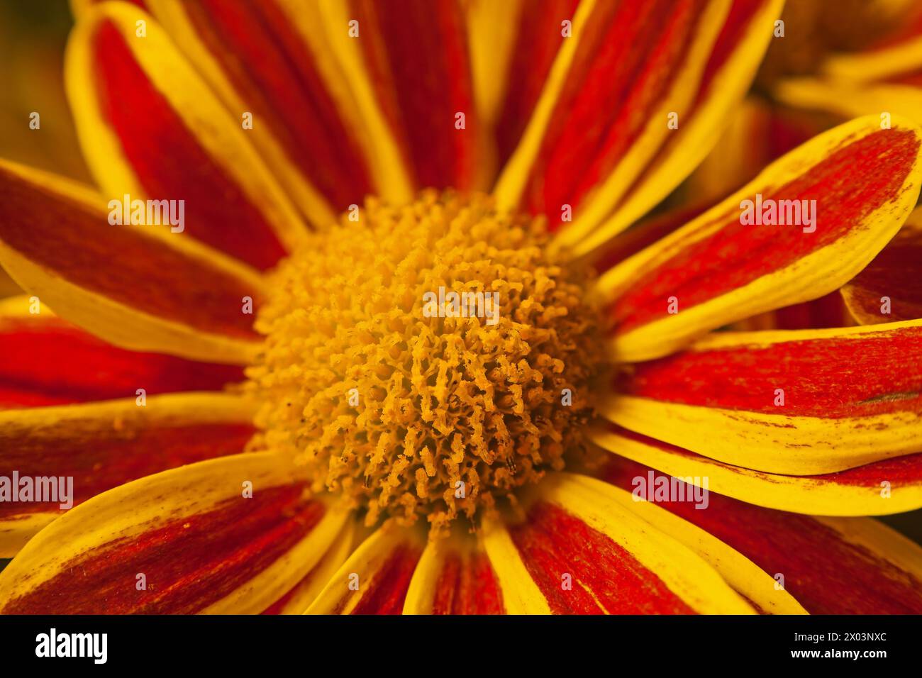 Braune Chrysanthemenblüten 15978 Stockfoto
