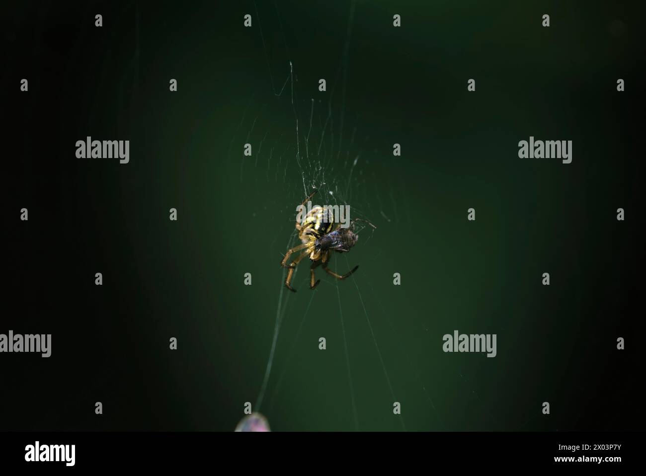 Nahaufnahme einer Gartenspinne (Araneus sp.) Mit seiner Beute (möglicherweise Blattlaus), Makrofotografie, Biodiversität, Natur Stockfoto