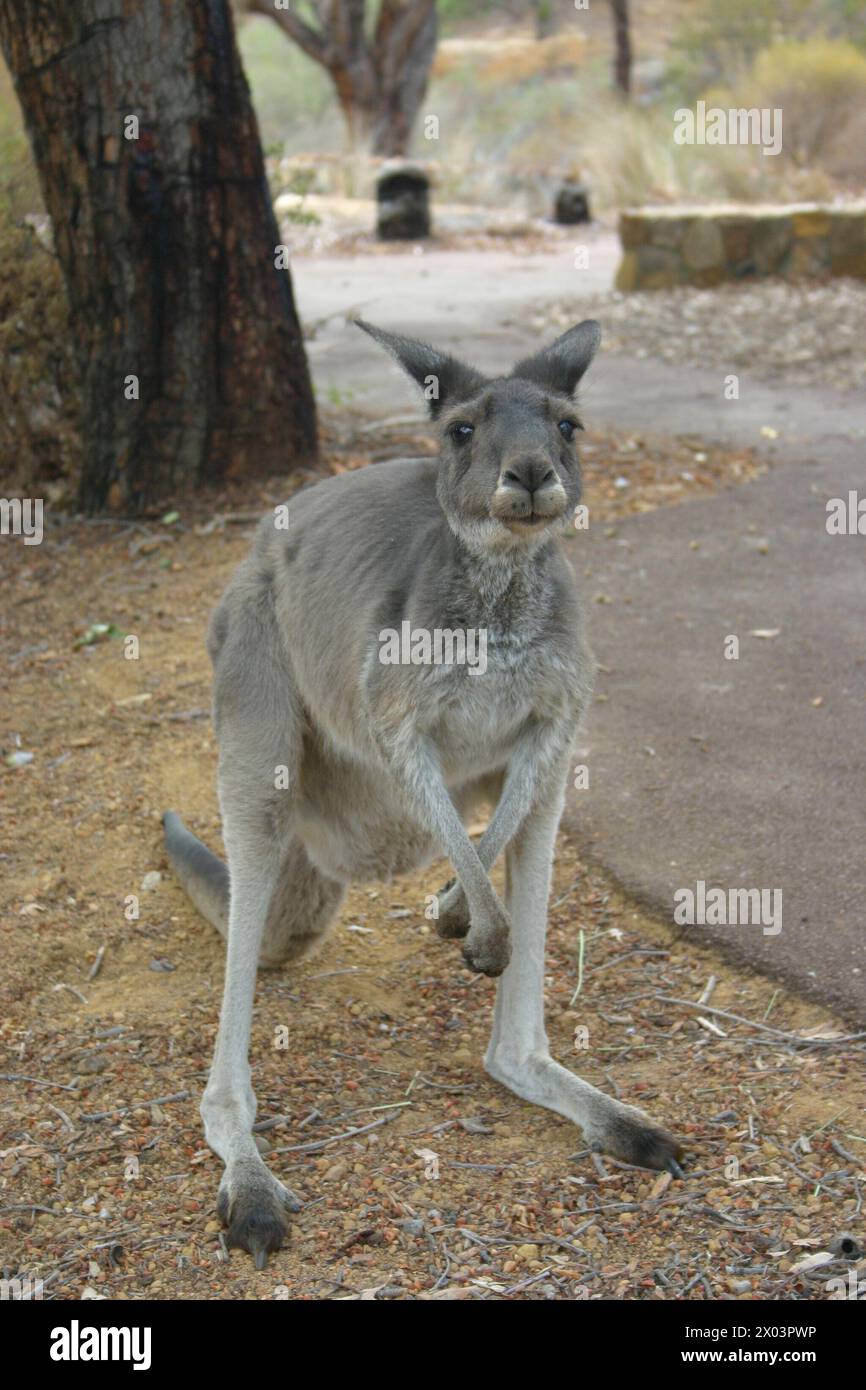 Känguru zur Kamera gerichtet, Vorderpfoten gekreuzt, Schluckschlag, mit einem joey im Beutel versteckt. Stockfoto