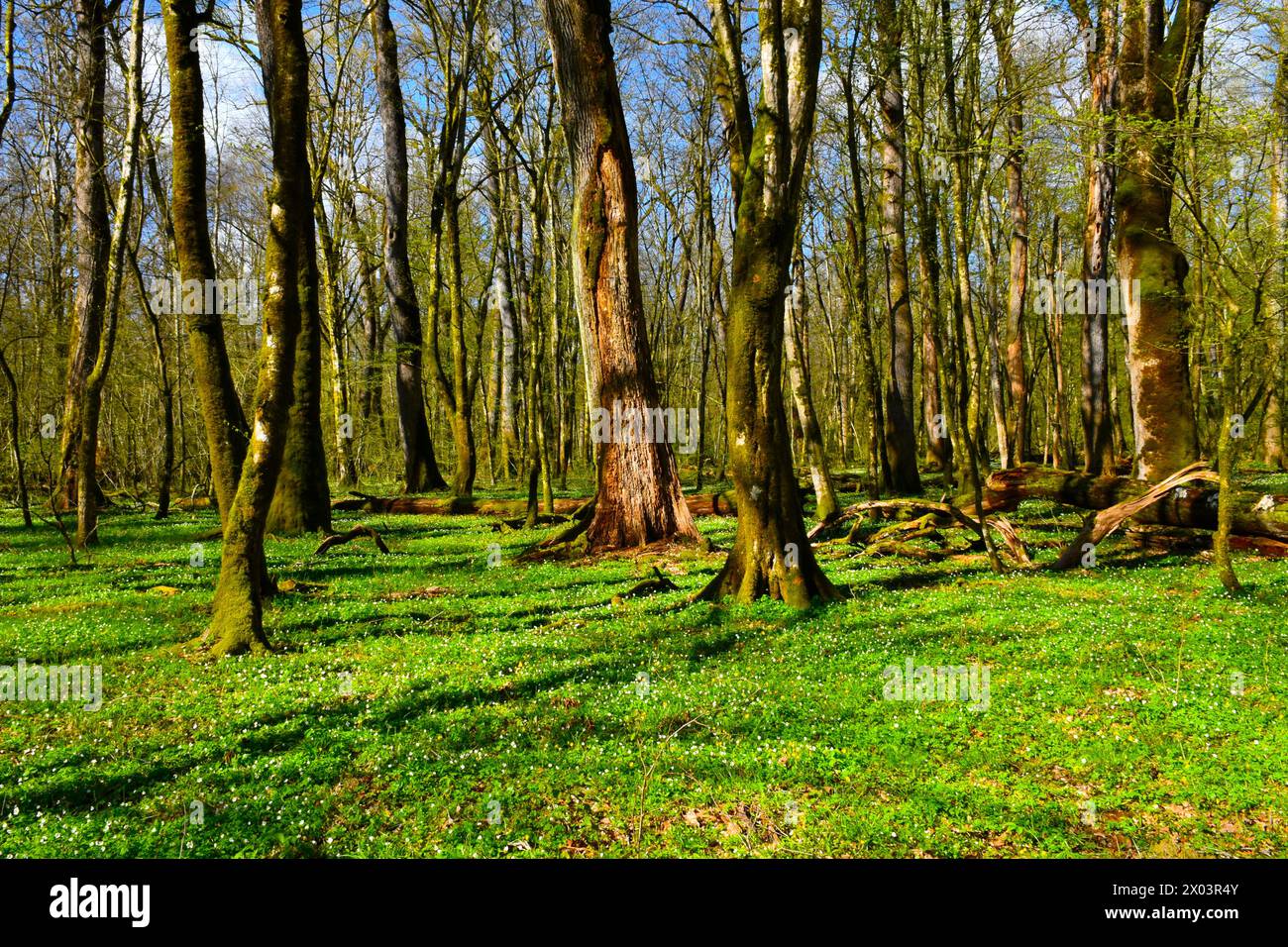 Krakow-Feuchtwald im Frühjahr mit krautigen Pflanzen, die den Boden in Dolenjska, Slowenien, bedecken Stockfoto