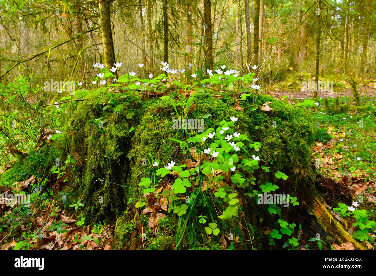 Sauerampfer (Oxalis acetosella) Blüten, die einen abfallenden Stumpf bedecken Stockfoto