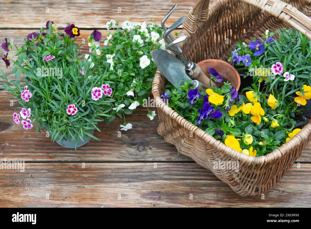 Blühende Blumen in einem Korb und Gartenwerkzeuge auf Holztisch, die nach dem Regen nass sind Stockfoto