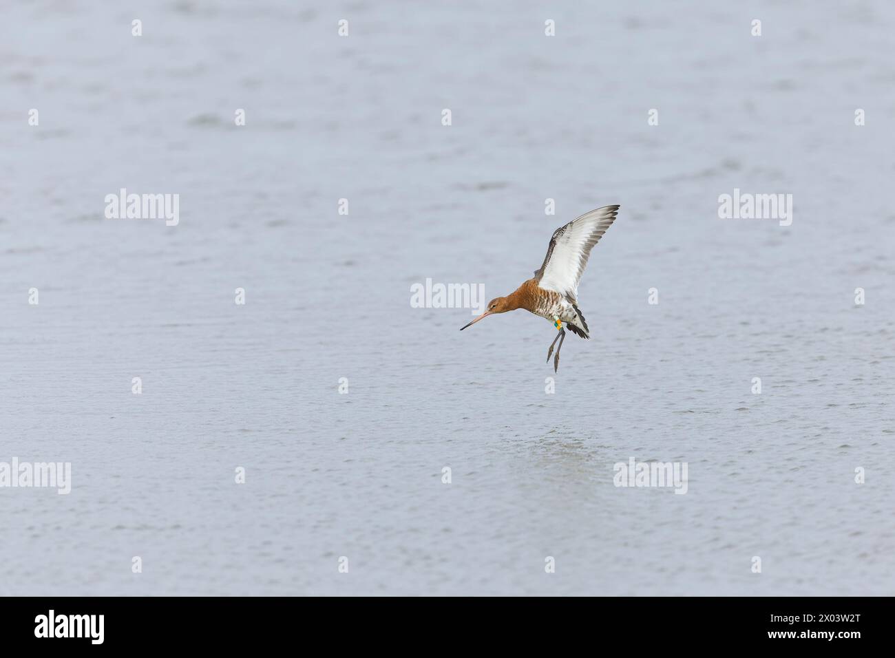 Schwarzschwanzgottwit Limosa limosa, Zuchtgefieder, ausgewachsene männliche Fliegen, kurz vor der Landung im Wasser, mit Farbringen an den Beinen, Minsmere RSPB Stockfoto