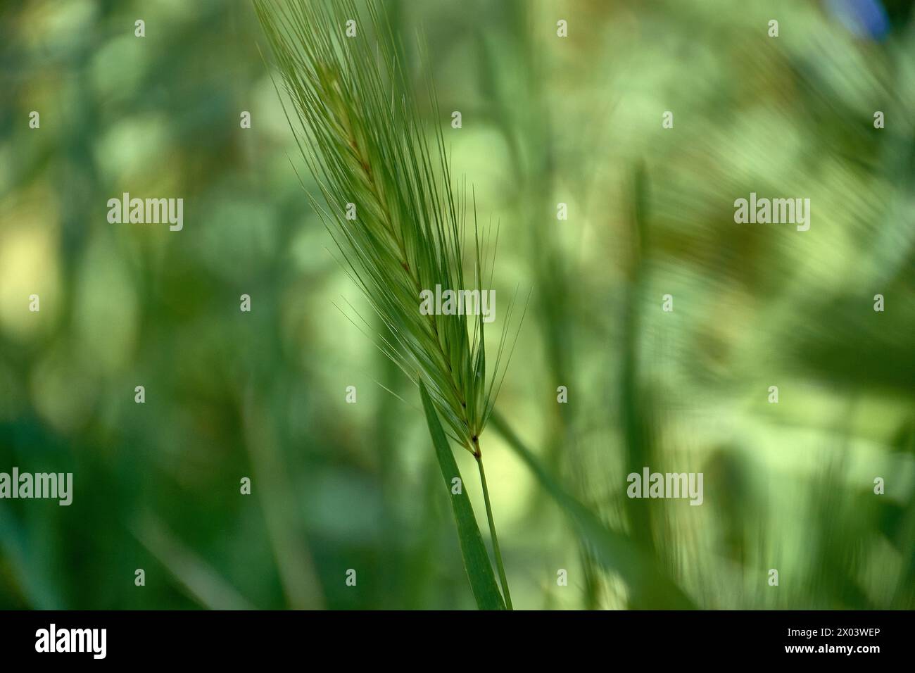 Hordeum murinum. Detail der langen Stacheln der Pflanze mit grünem und unscharfem Hintergrund Stockfoto
