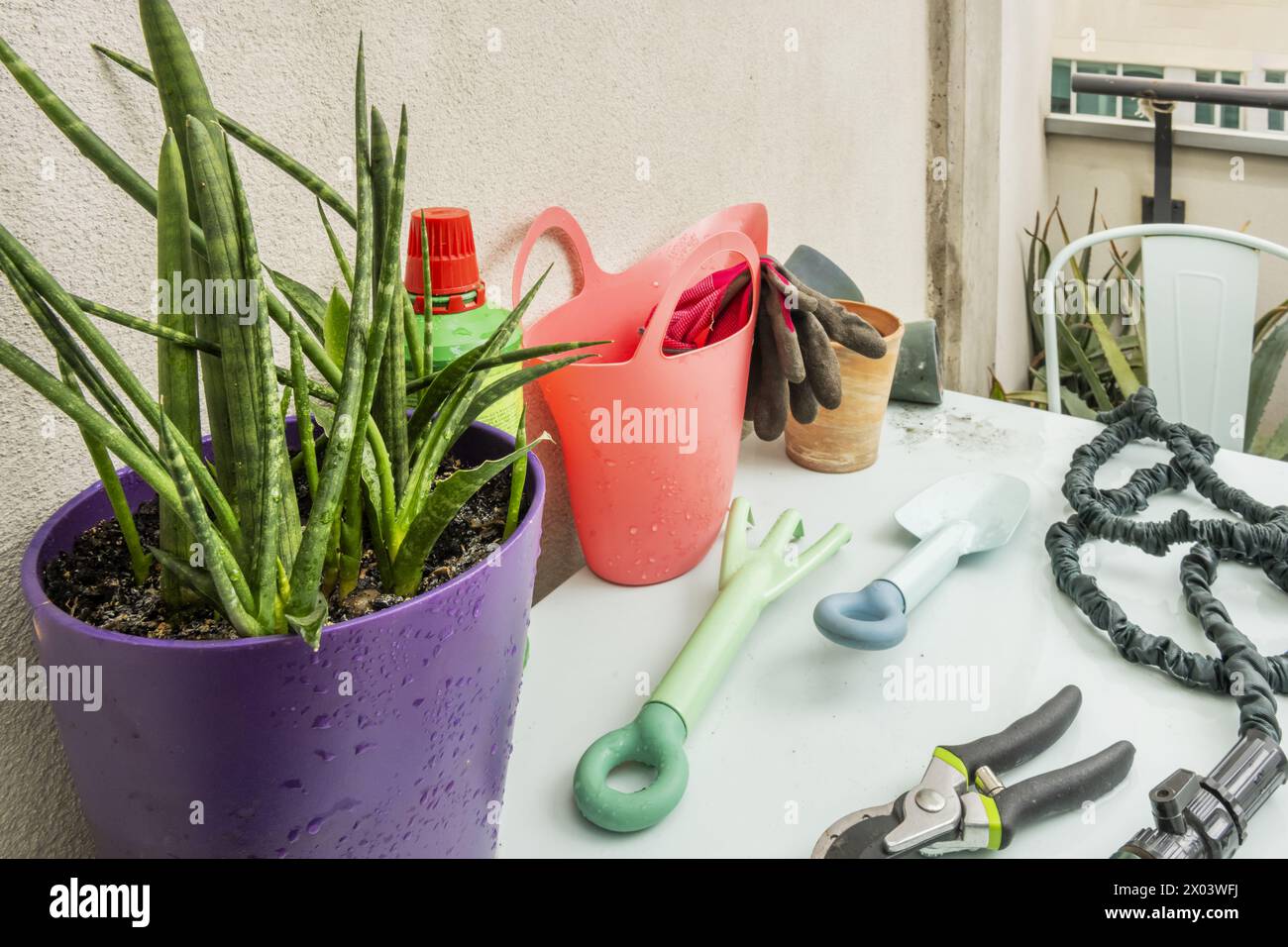 Leere Blumentöpfe, lachsfarbene Gießkanne, schützende Gartenhandschuhe und eine tiefe, fuchsiafarbene Zimmerpflanze Stockfoto