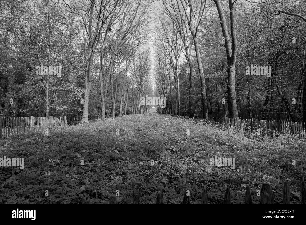 Schwarz-weißer Wald. Natur in Schwarz-weiß Stockfoto