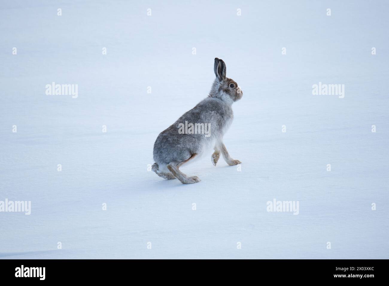 Berghasen Schottland Stockfoto