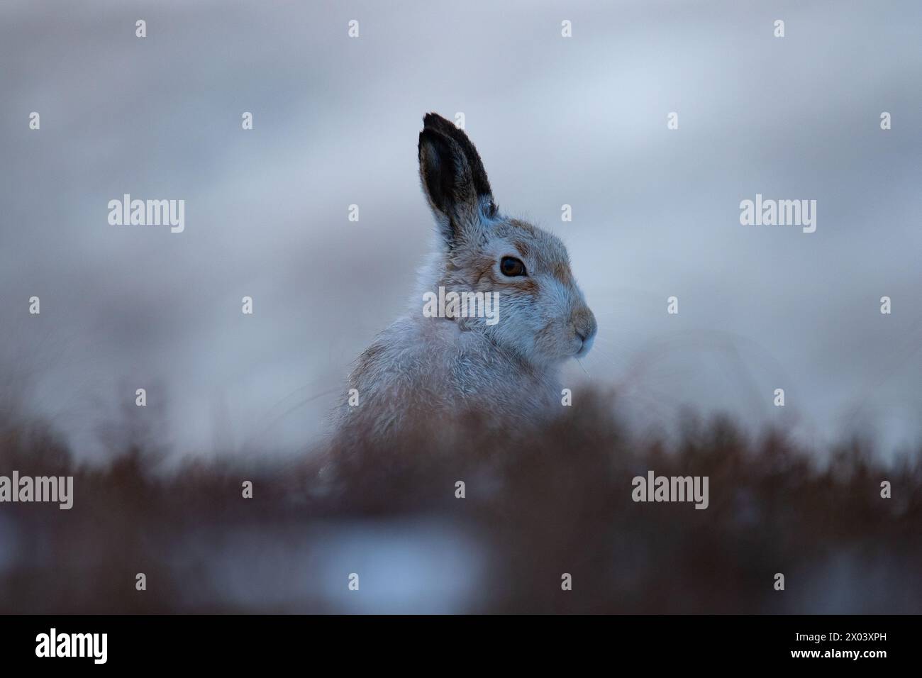 Berghasen Schottland Stockfoto