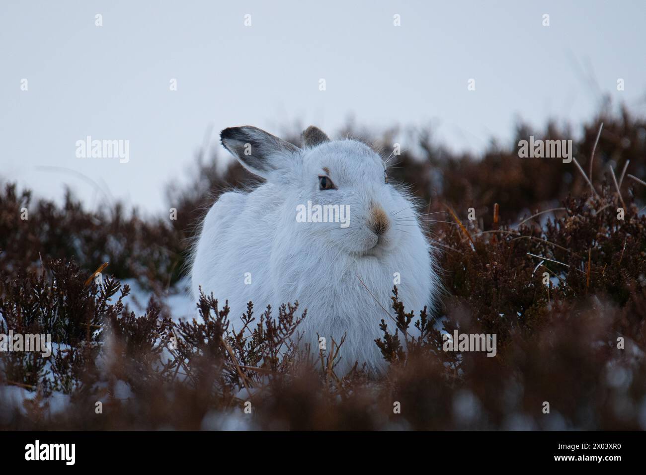 Berghasen Schottland Stockfoto