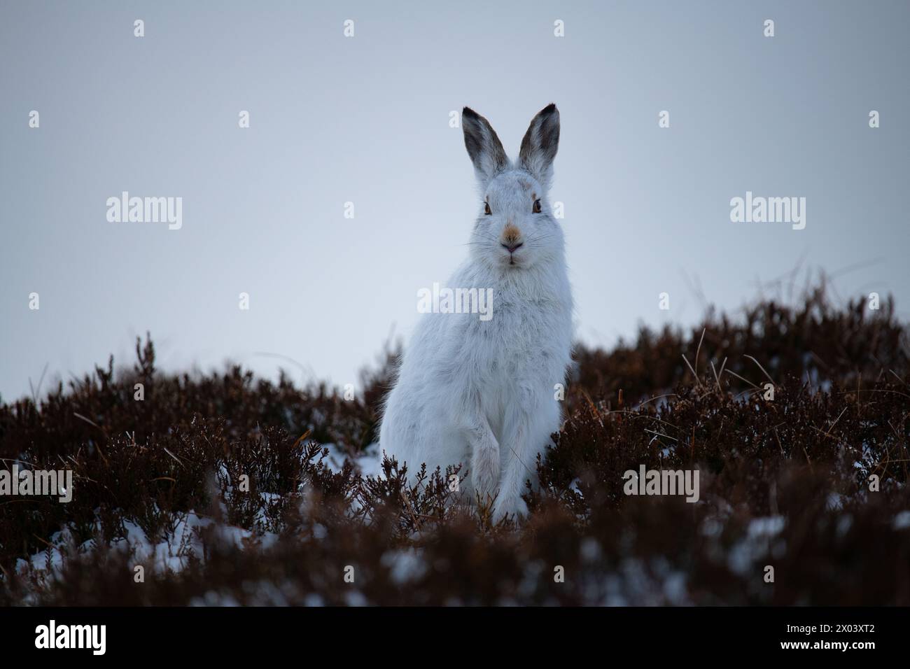 Berghasen Schottland Stockfoto
