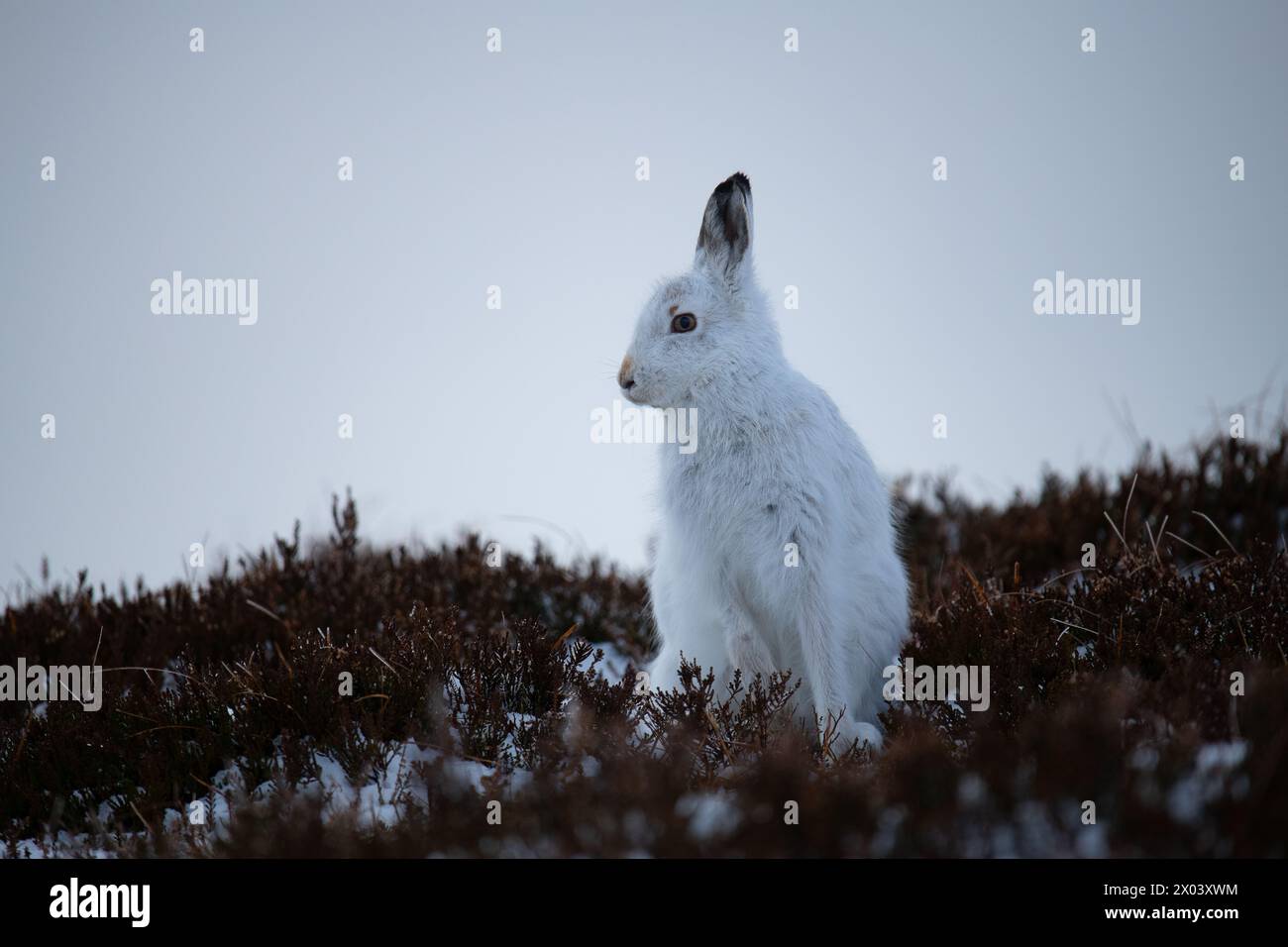 Berghasen Schottland Stockfoto