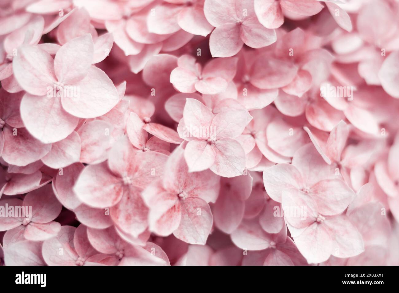 Hintergrund Der Hortensie. Rosafarbene Blumen. Natürliches Blumenkonzept. Botanischer blühender Hintergrund. Selektives Fokusbild. Panoramaband, Banner, Hochzeitsr Stockfoto