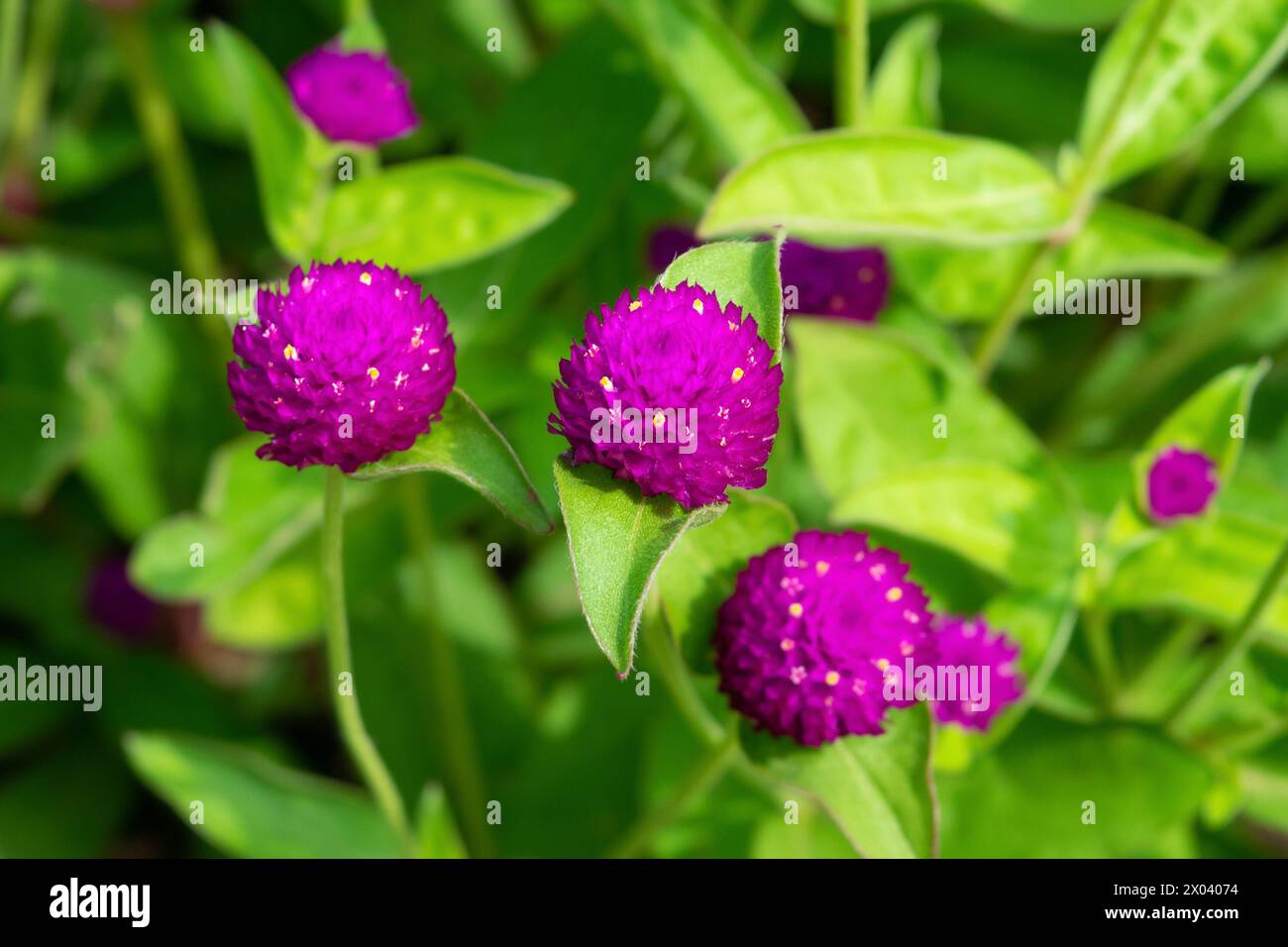 Gomphrena globosa, Globus Amaranth, Nahaufnahme. Lila Blumen. Blumenhintergrund. Blumenlandschaft. Stockfoto