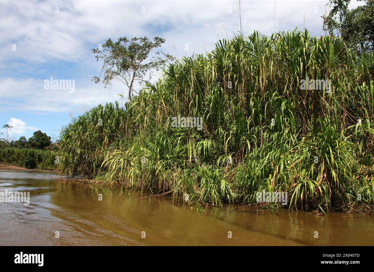 Wildstock oder Wildrohr, Gynerium sagittatum, Gynerieae. Wächst am Fluss auf dem Weg von Cano Blanco nach Tortuguero, Costa Rica, Mittelamerika. Stockfoto