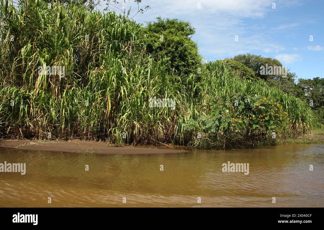 Wildstock oder Wildrohr, Gynerium sagittatum, Gynerieae. Wächst am Fluss auf dem Weg von Cano Blanco nach Tortuguero, Costa Rica, Mittelamerika. Stockfoto