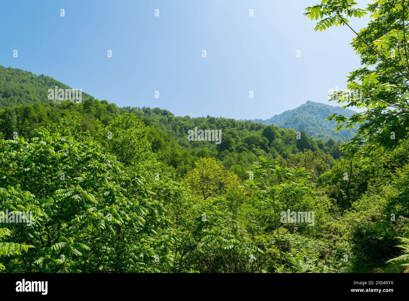 Wunderschöne Berglandschaft im Sommer. Grüner Wald. Hügeliges Gelände. Wandern in den Bergen. Stockfoto