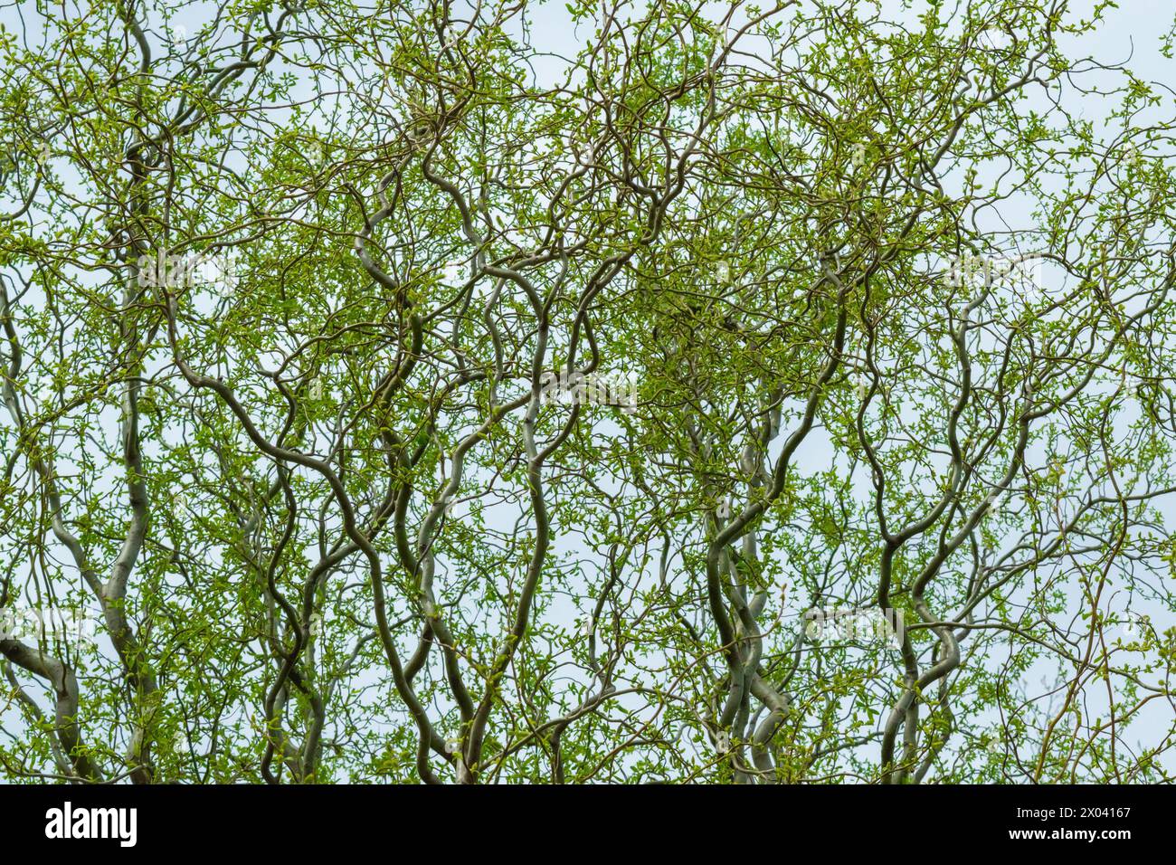 Salix matsudana 'Tortuosa'. Lockige Weidenäste. Anlagenhintergrund. Pflanzen und Bäume. Stockfoto