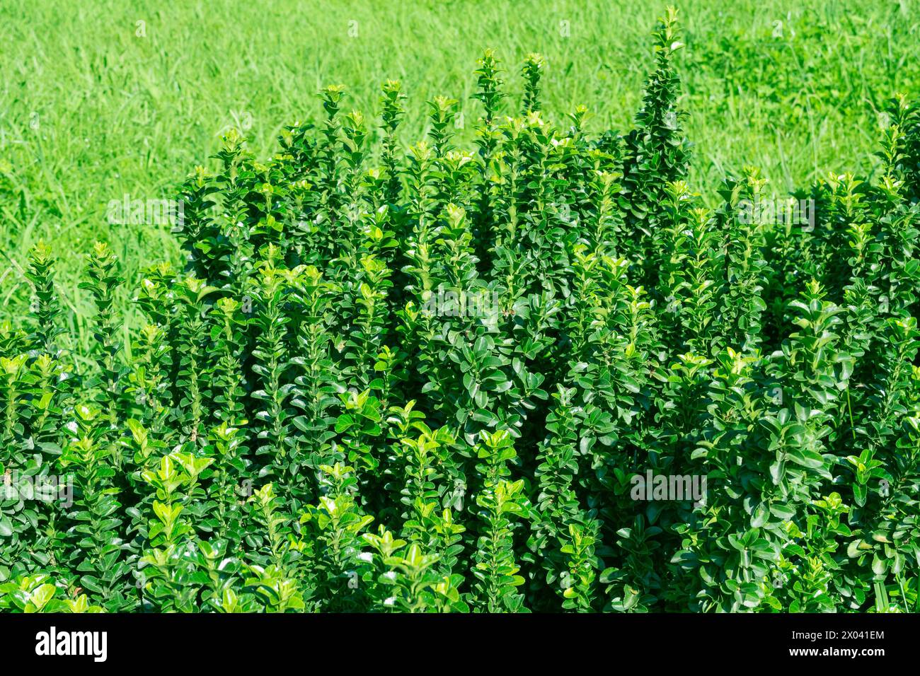 Euonymus japonicus, immergrüne Spindel, japanische Spindel. Pflanzen und Bäume im Park. Landschaftsdesign. Stockfoto