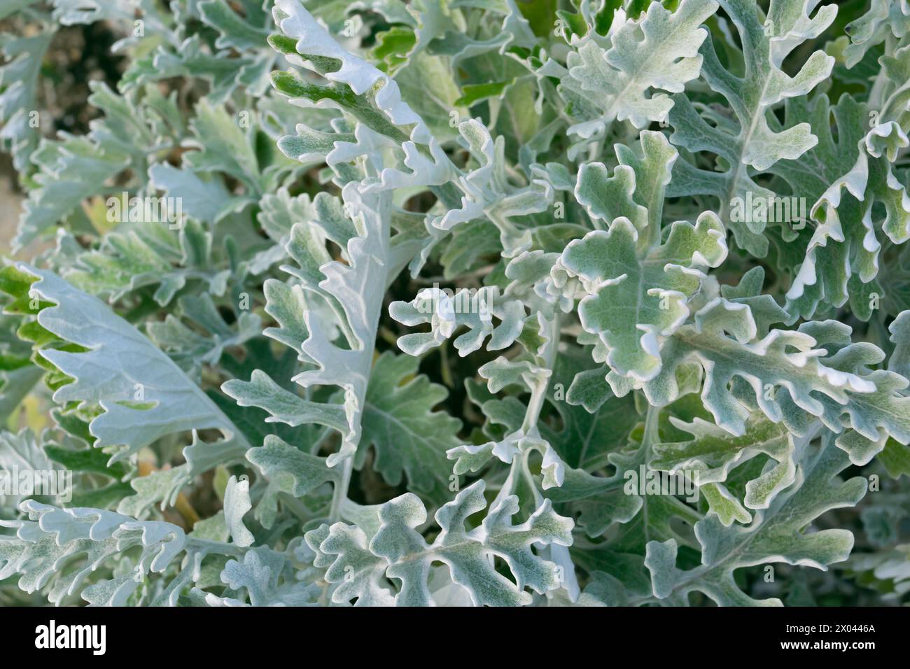 Jacobaea maritima Nahaufnahme. Silbernes Ragkraut, Senecio cineraria, staubiger miller. Pflanzen im Garten. Stockfoto