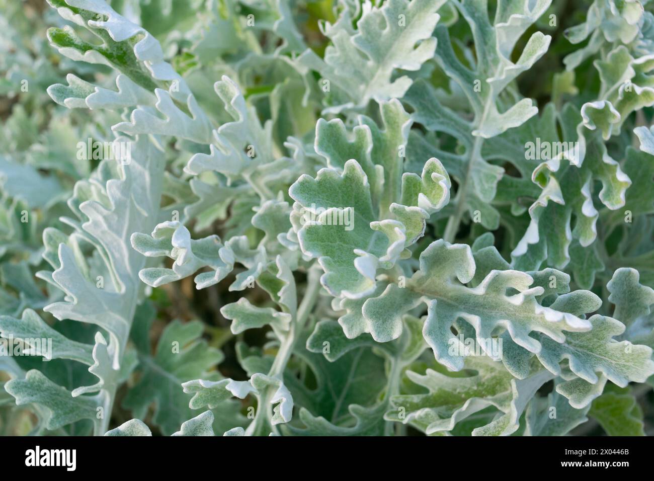 Jacobaea maritima Nahaufnahme. Silbernes Ragkraut, Senecio cineraria, staubiger miller. Pflanzen im Garten. Stockfoto