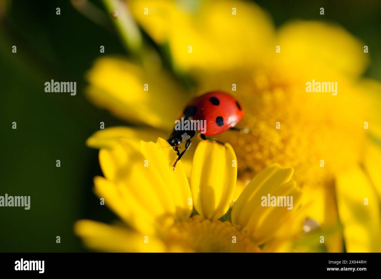 Makrofotografie im Frühjahr Stockfoto