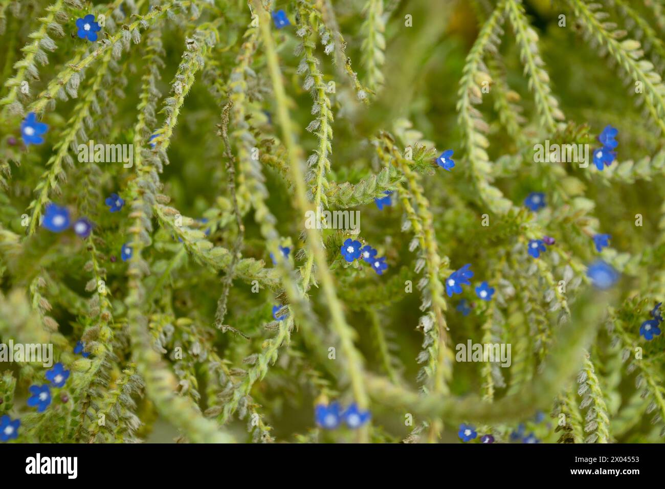 Pflanze mit kleinen blauen Blüten. Anchusa officinalis, der gemeinsame Bugloss, Alkanet. Stockfoto