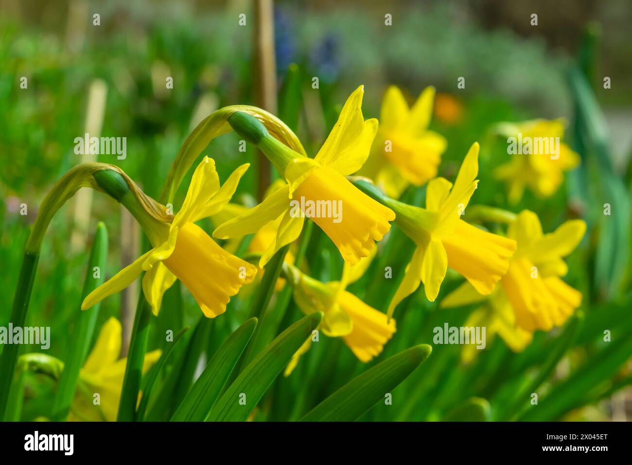 Gelbe Blumen im Garten, Nahaufnahme. Narcissus pseudonarcissus, die wilde Narzissen, Lent Lilie. Frühlingsblüte. Stockfoto