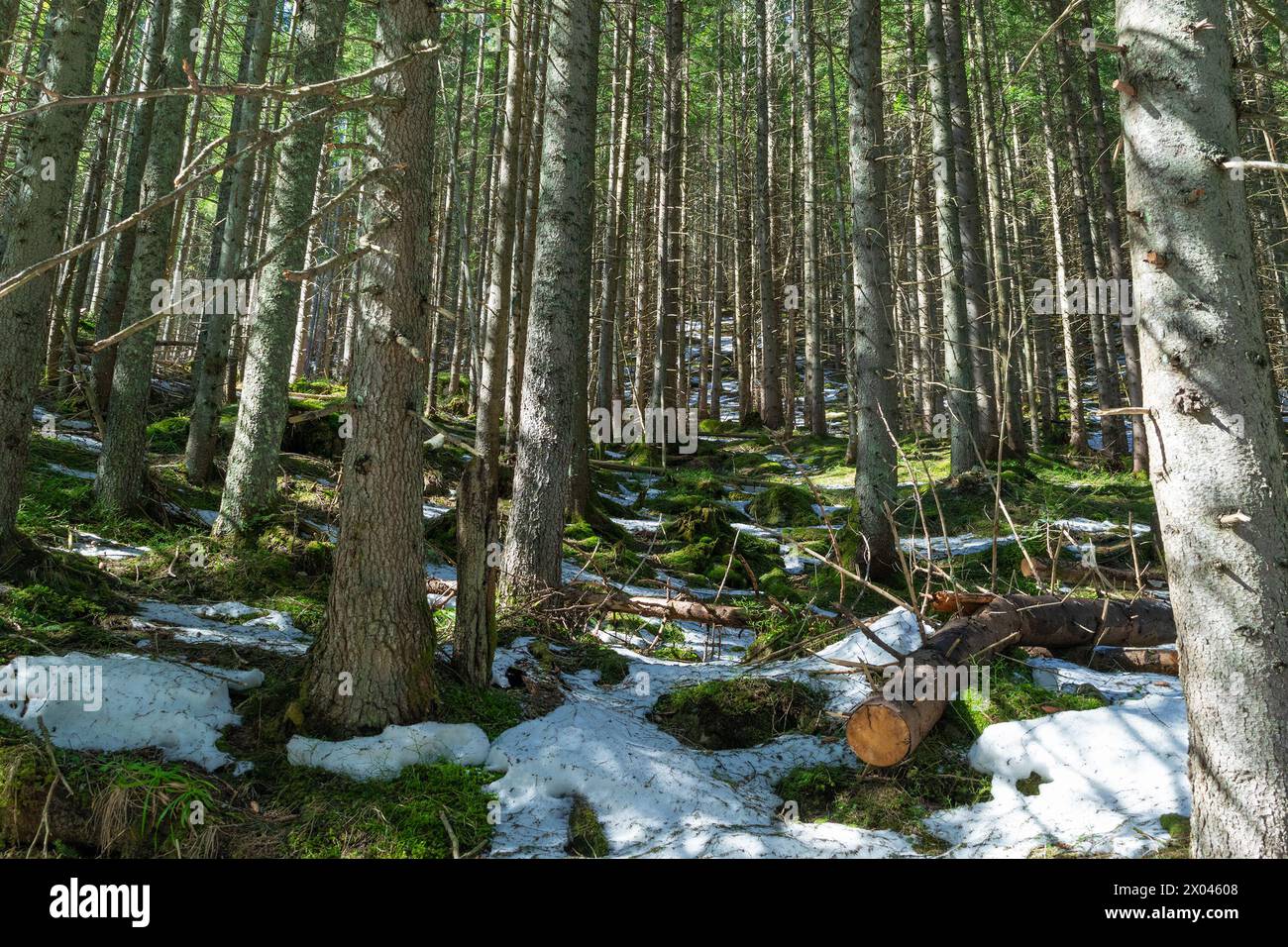 Wald am Berg. Tiefer Wald, Baumstämme. Der Schnee schmilzt im Wald. Der Beginn des Frühlings. Hintergrund des natürlichen Waldes. Stockfoto