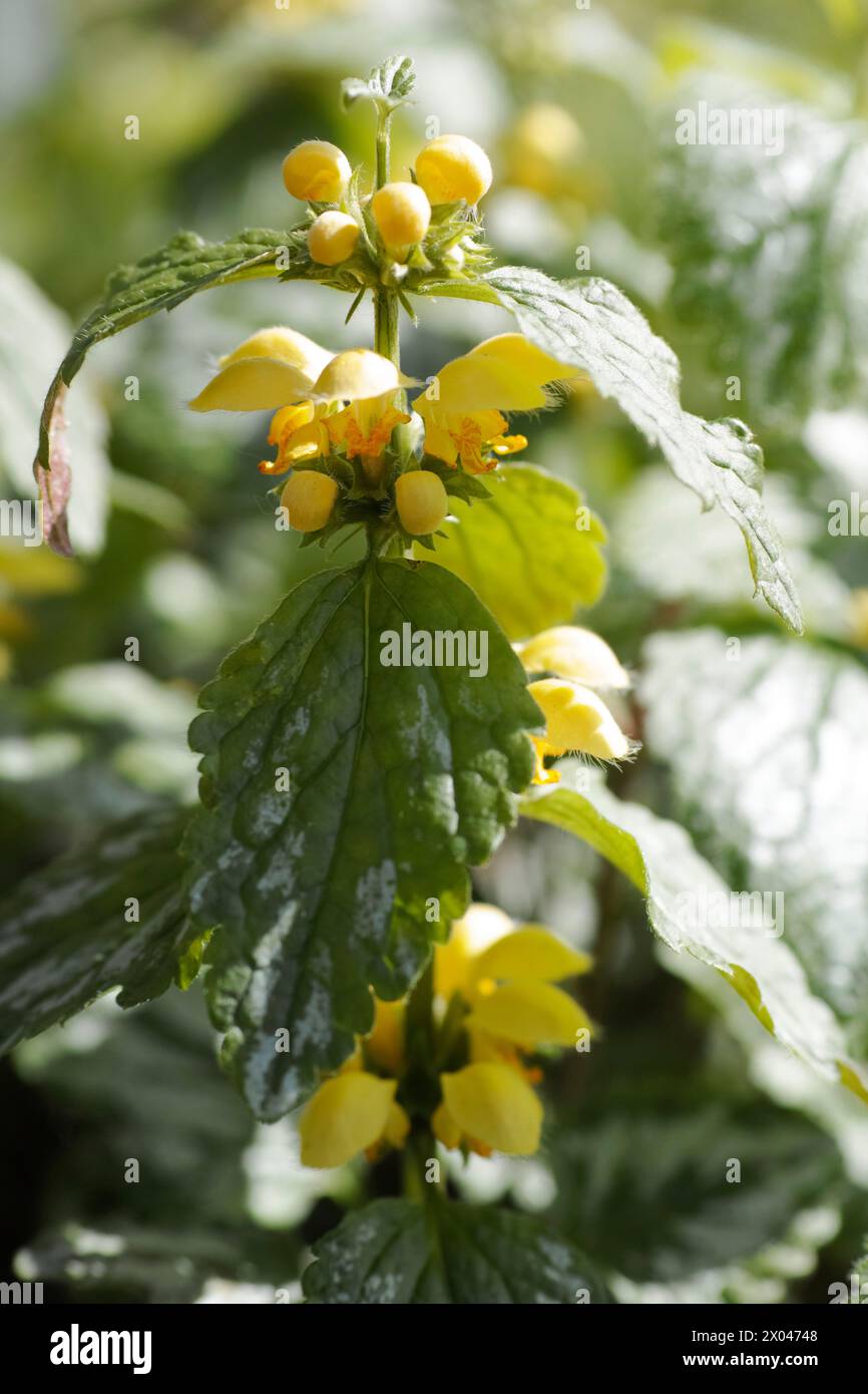 Nahaufnahme einer Lamium Galeobdolon- oder gelben Erzengelblume Stockfoto