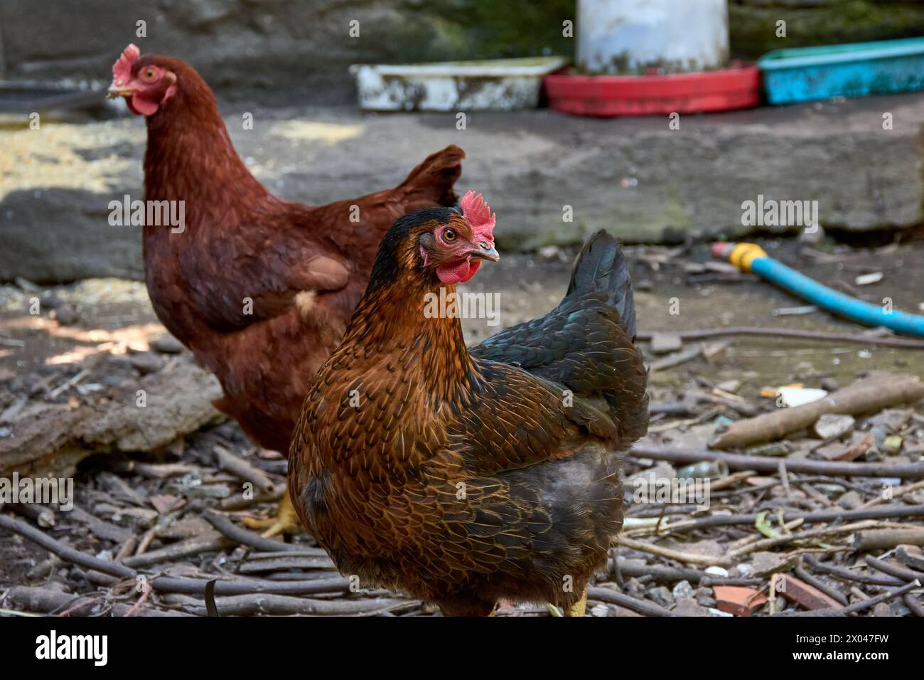 Zwei Hühner, schwarz und rot, sind im Hof auf der Suche nach Essen. Nahaufnahme von Hühnern in der Natur. Hausvögel auf einer Freilandfarm. Sie spielen mit Stockfoto