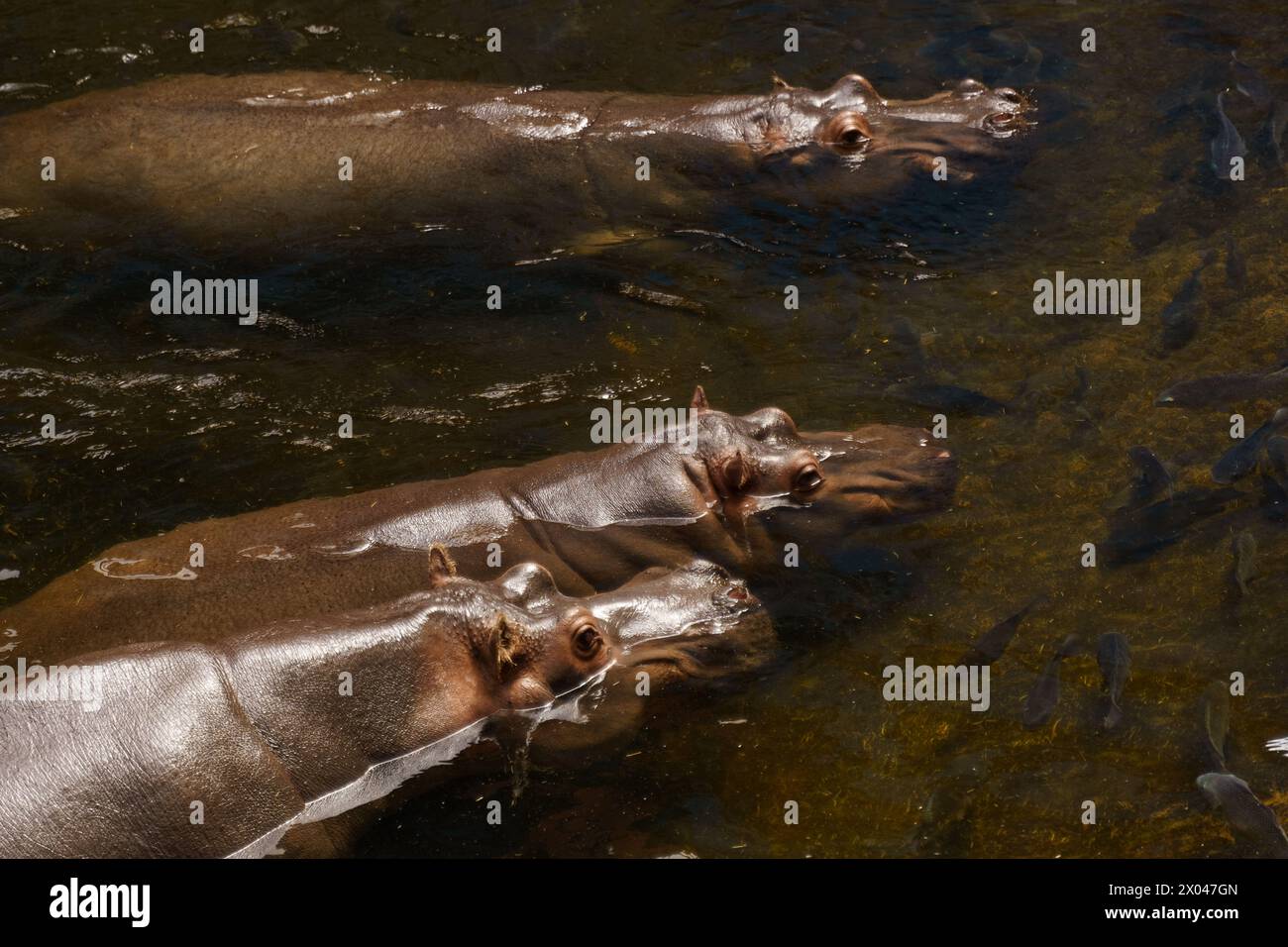 Drei Flusspferde, große Meeressäuger, schwimmen in einem Gewässer, ihre Körper teilweise untergetaucht, nur ihre Köpfe sichtbar. Stockfoto