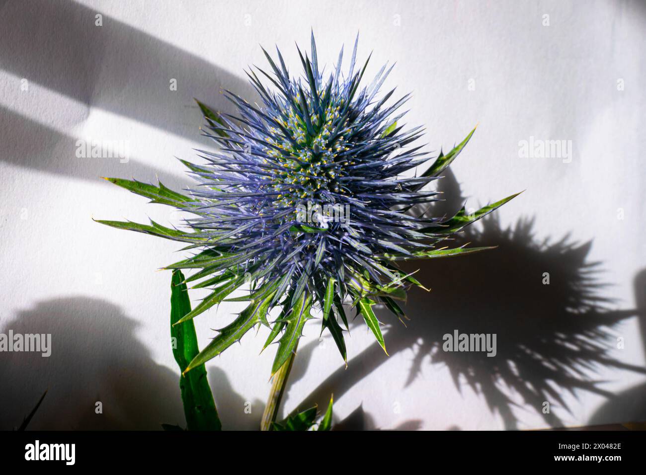 Detaillierte Darstellung des blauen Eryngo oder des Flachmeers stechpalme (lateinischer Name: Eryngium planum). Geeignet für Sträuße. Stockfoto