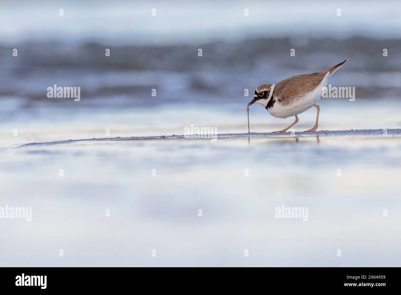 Watvögel oder Ufervögel, kleiner Ringpfeifer (Charadrius dubius) am Strand. Stockfoto